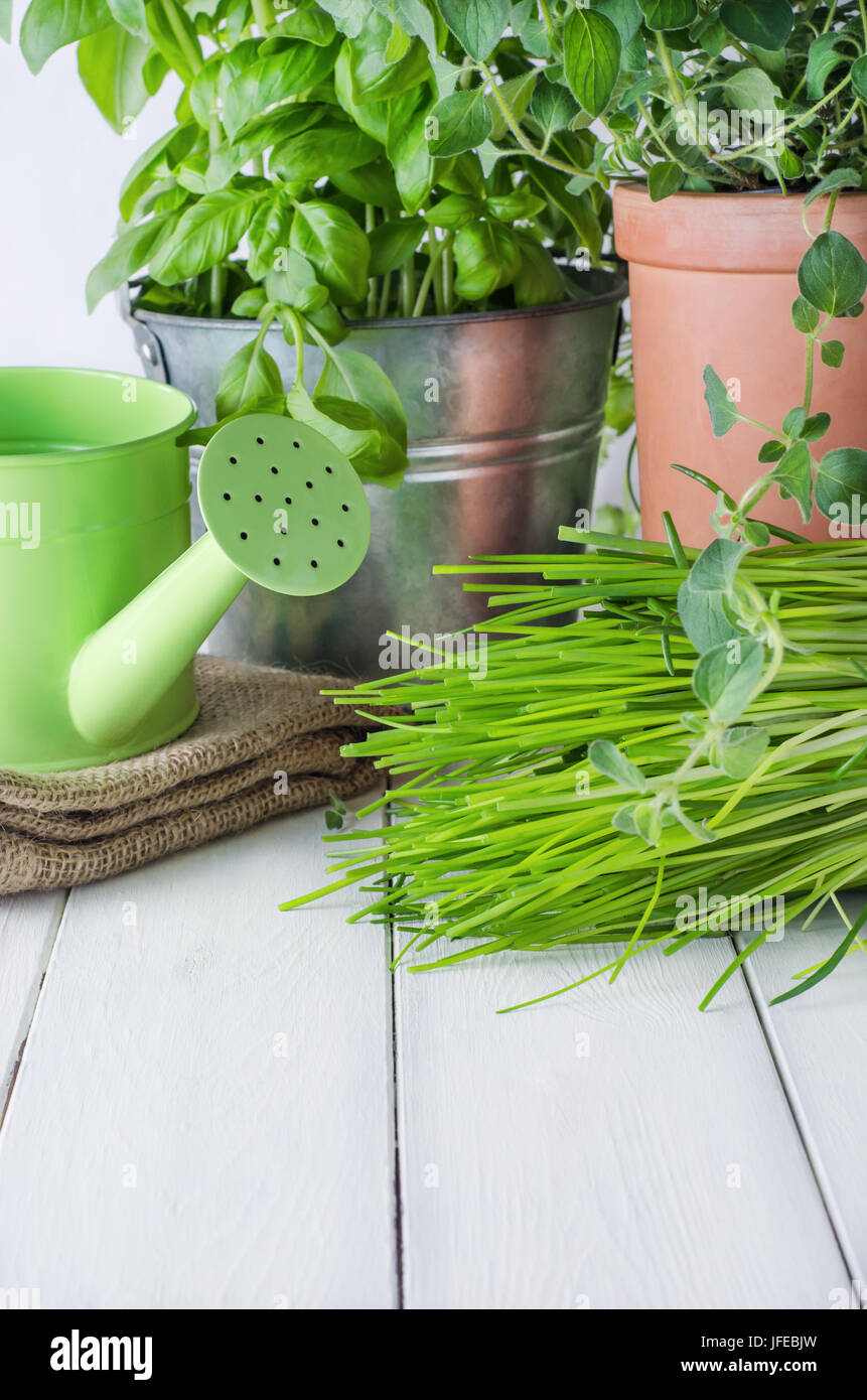 Une sélection de plantes en pot herbes culinaires cultivés sur une vieille table de cuisine en bois laqué blanc avec arrosoir et sac en toile de jute. Banque D'Images