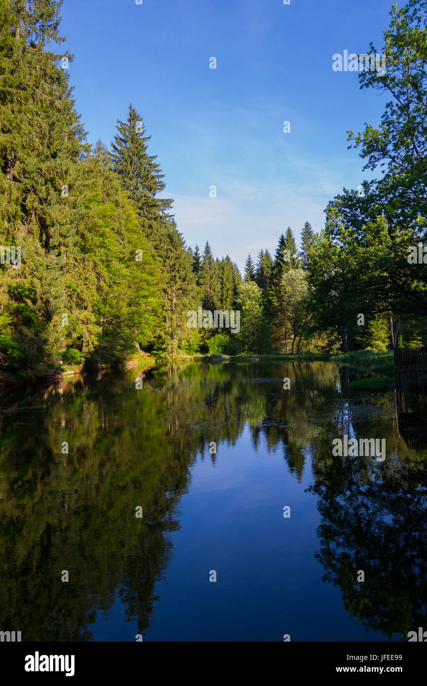 La réflexion en forêt de Bavière Banque D'Images