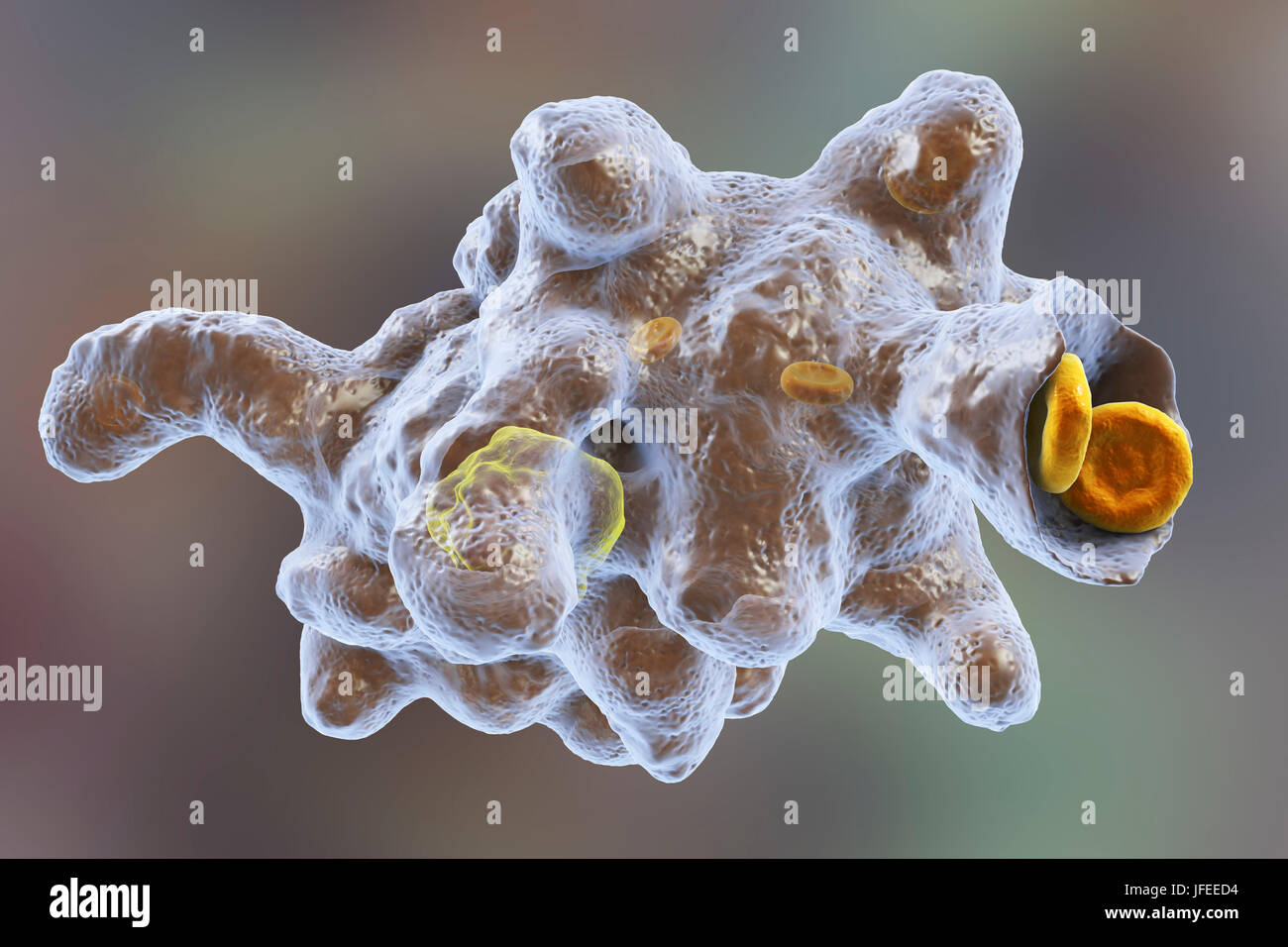 Amibe parasitaire (Entamoeba histolytica) qui envahit les globules rouges, l'illustration de l'ordinateur. Cet organisme unicellulaire la dysenterie amibienne et ulcères (stade végétatif) trophozoïte. Il se transmet par contamination fécale des aliments et de l'eau et est plus commun où l'assainissement est pauvre. Les amibes envahissent l'intestin mais peut se répandre sur le foie, les poumons et d'autres tissus. L'infection est provoquée par l'ingestion de kystes qui se développent dans l'amibe trophozoïte pathogènes vus ici. Entamoeba histolytica est présente dans le monde entier, avec jusqu'à 50 % de la population infectée principalement dans les climats chauds. Banque D'Images