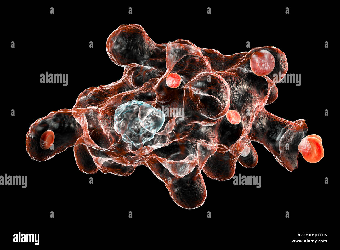 Amibe parasitaire (Entamoeba histolytica) qui envahit les globules rouges, l'illustration de l'ordinateur. Cet organisme unicellulaire la dysenterie amibienne et ulcères (stade végétatif) trophozoïte. Il se transmet par contamination fécale des aliments et de l'eau et est plus commun où l'assainissement est pauvre. Les amibes envahissent l'intestin mais peut se répandre sur le foie, les poumons et d'autres tissus. L'infection est provoquée par l'ingestion de kystes qui se développent dans l'amibe trophozoïte pathogènes vus ici. Entamoeba histolytica est présente dans le monde entier, avec jusqu'à 50 % de la population infectée principalement dans les climats chauds. Banque D'Images