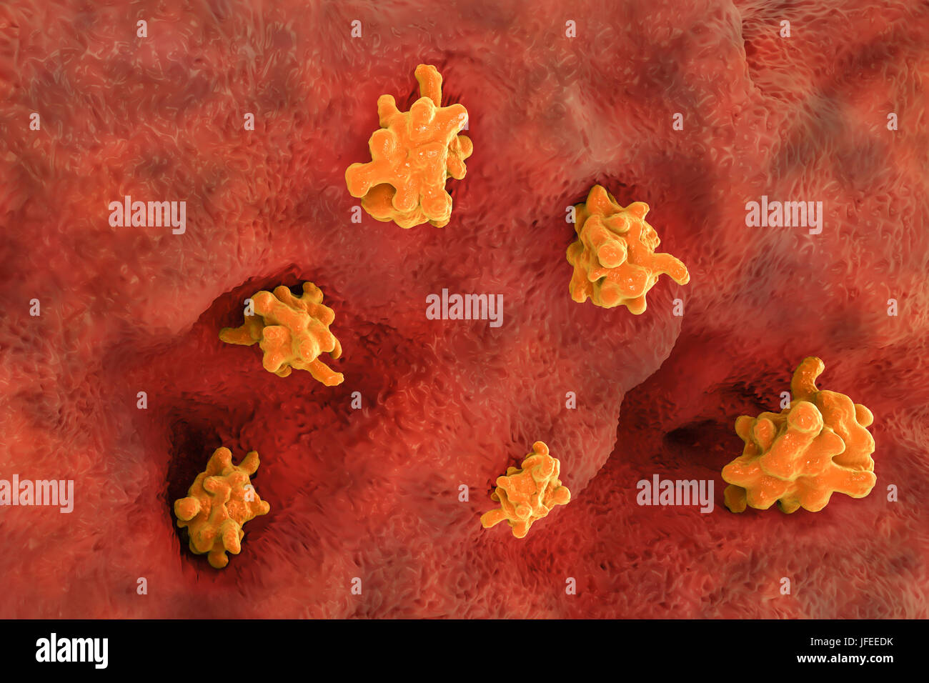 Amibe parasitaire (Entamoeba histolytica) envahissent l'intestin, l'illustration de l'ordinateur. Cet organisme unicellulaire la dysenterie amibienne et ulcères (stade végétatif) trophozoïte. Il se transmet par contamination fécale des aliments et de l'eau et est plus commun où l'assainissement est pauvre. Les amibes envahissent l'intestin mais peut se répandre sur le foie, les poumons et d'autres tissus. L'infection est provoquée par l'ingestion de kystes qui se développent dans l'amibe trophozoïte pathogènes vus ici. Entamoeba histolytica est présente dans le monde entier, avec jusqu'à 50 % de la population infectée principalement dans les climats chauds. Banque D'Images