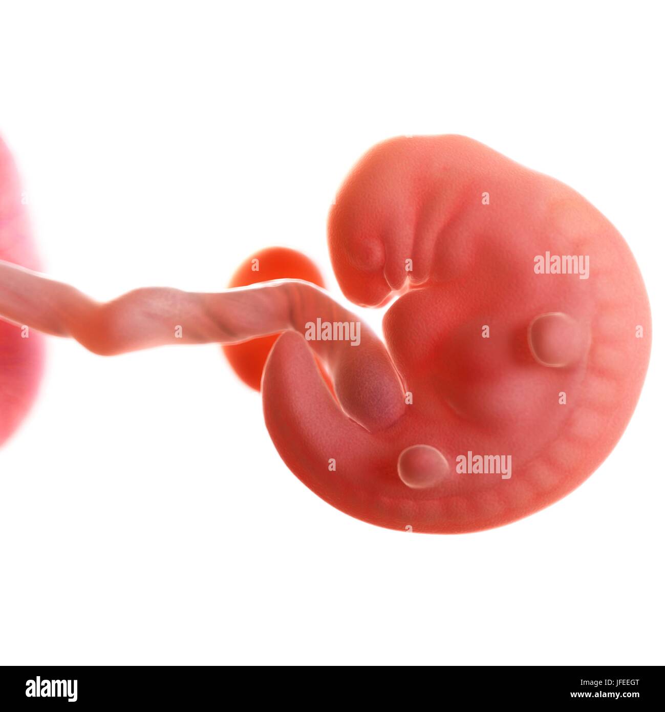 Foetus humain l'âge de 6 semaines, de l'illustration. Banque D'Images