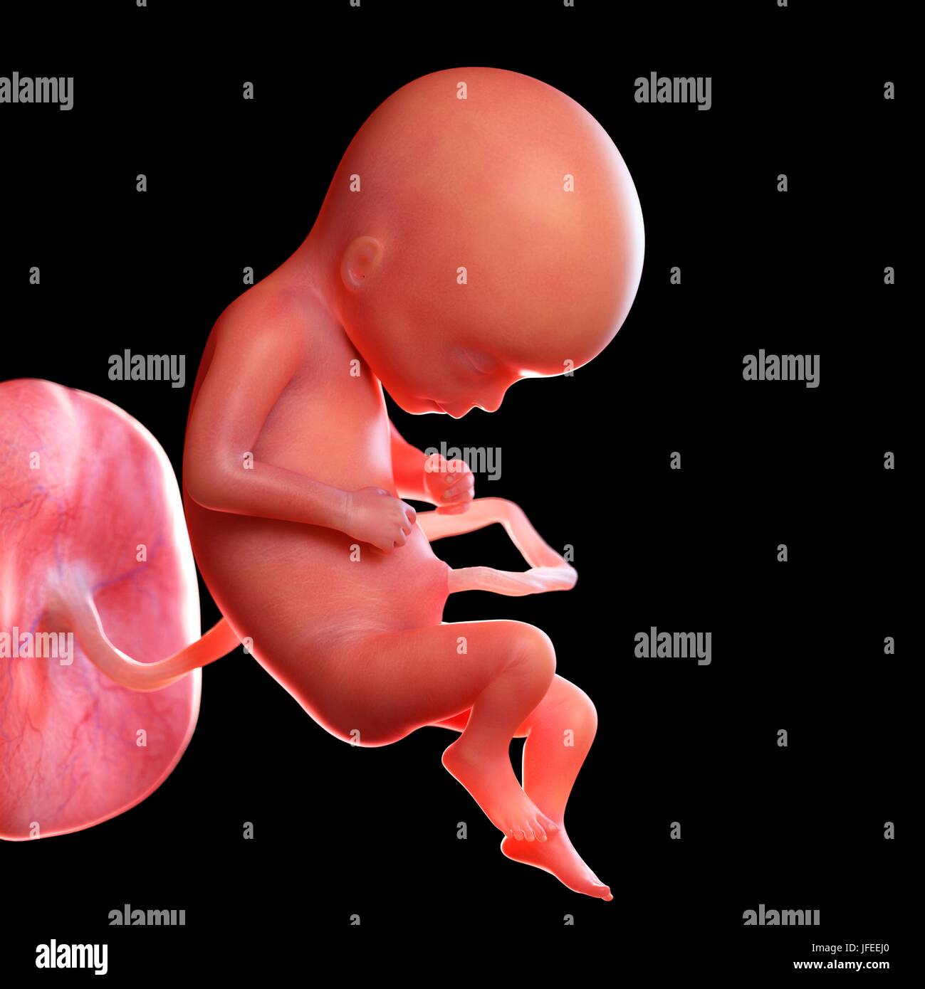 Human Foetus Age 17 Weeks Banque D Image Et Photos Alamy