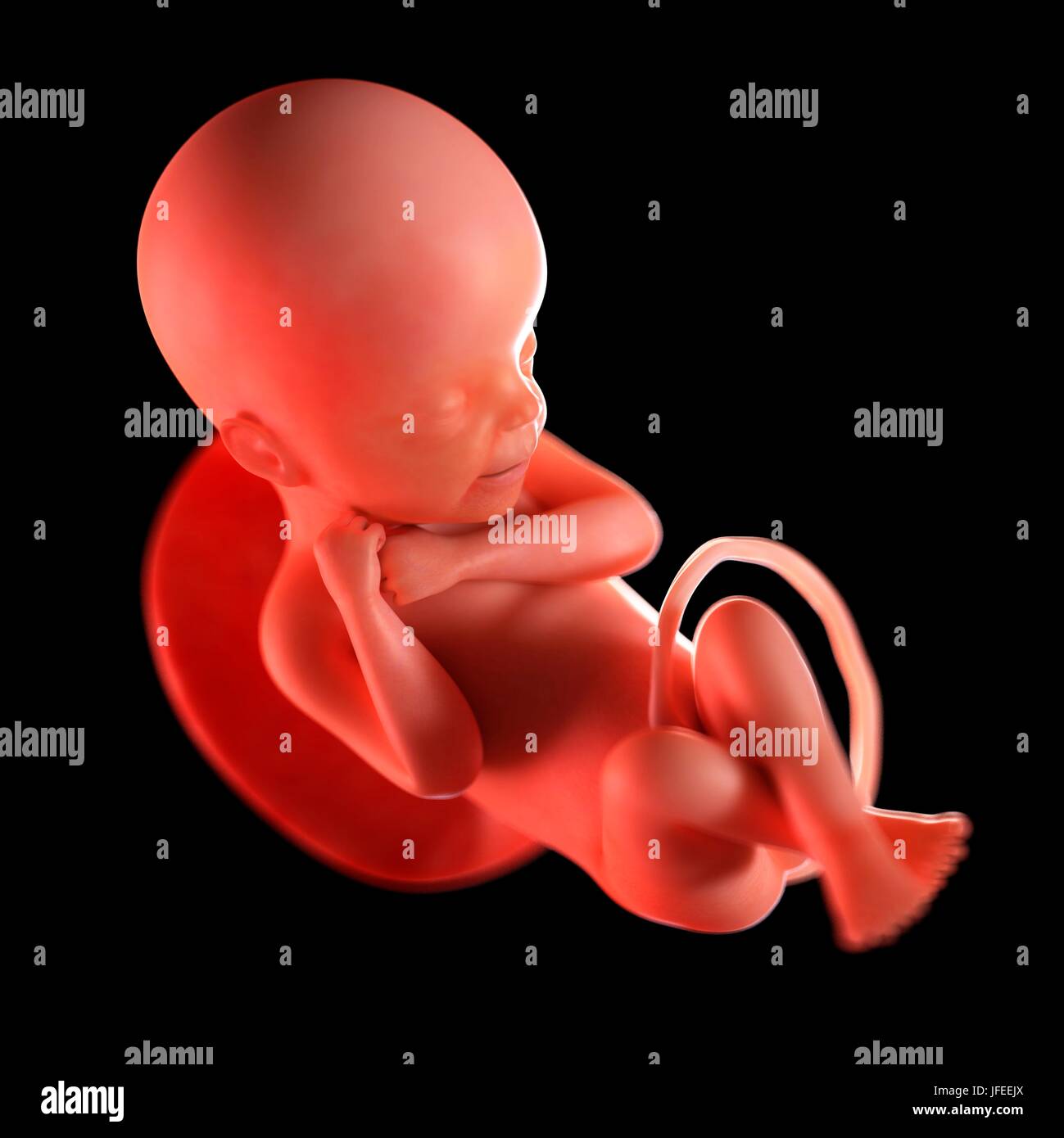 Fœtus A 24 Semaines Artwork Photo Stock Alamy