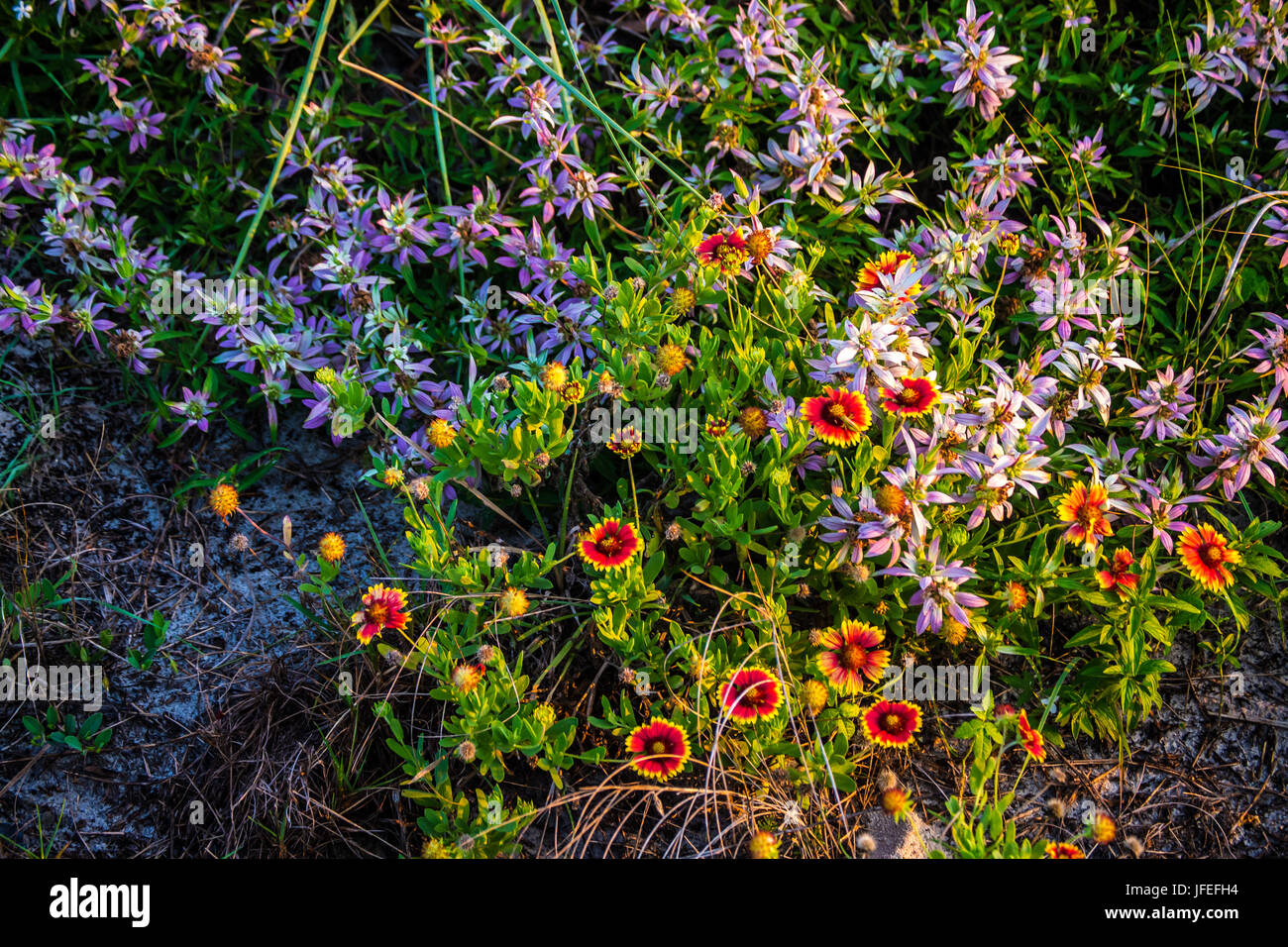 Dune plage fleurs sauvages colorées. Banque D'Images