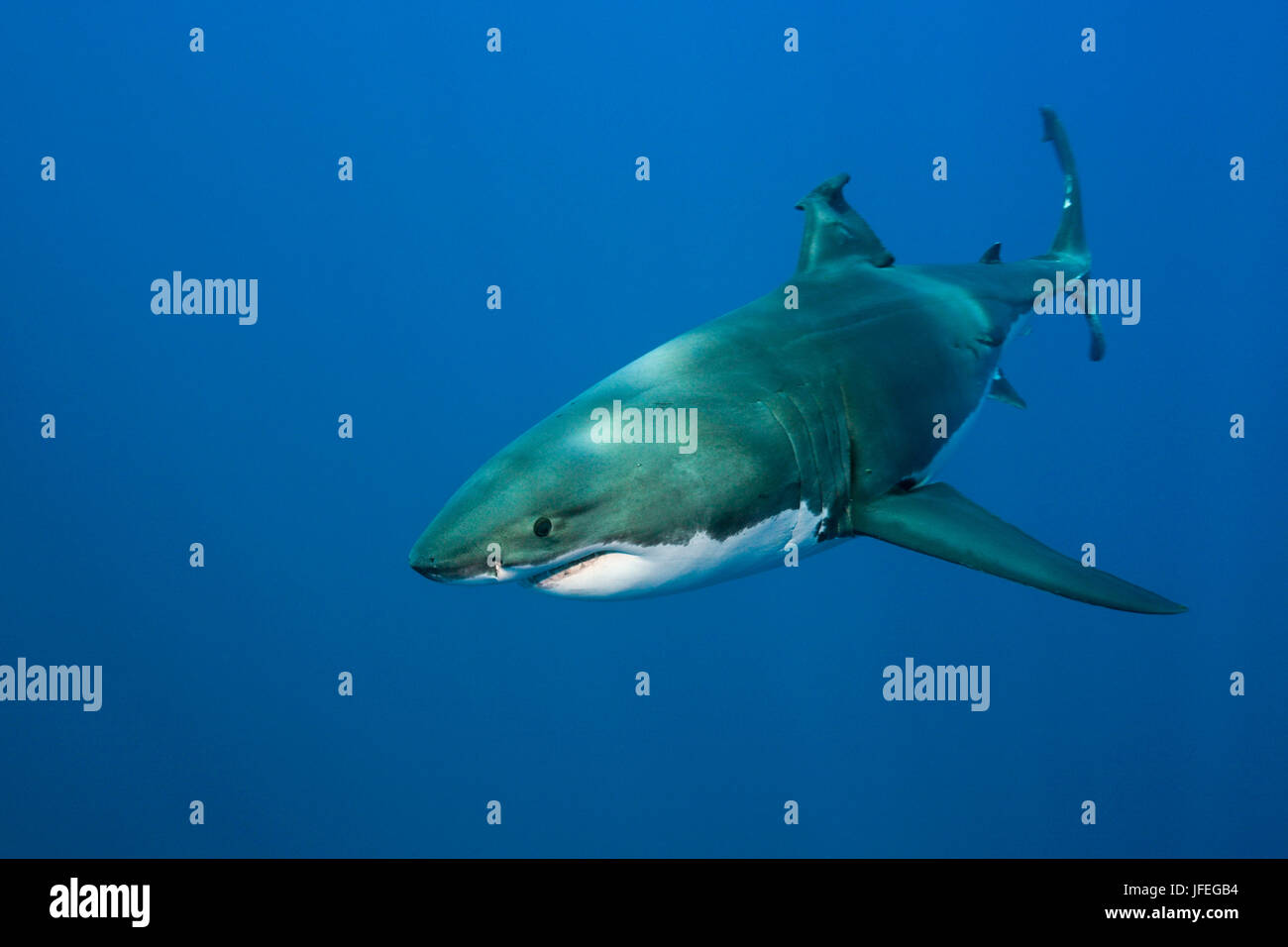 Le grand requin blanc, Carcharodon carcharias, l'île de Guadalupe, Mexique Banque D'Images