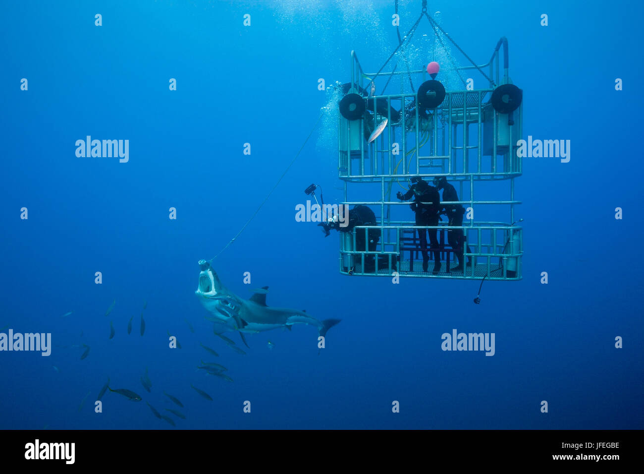 Plongée en Cage avec le grand requin blanc, Carcharodon carcharias, l'île de Guadalupe, Mexique Banque D'Images