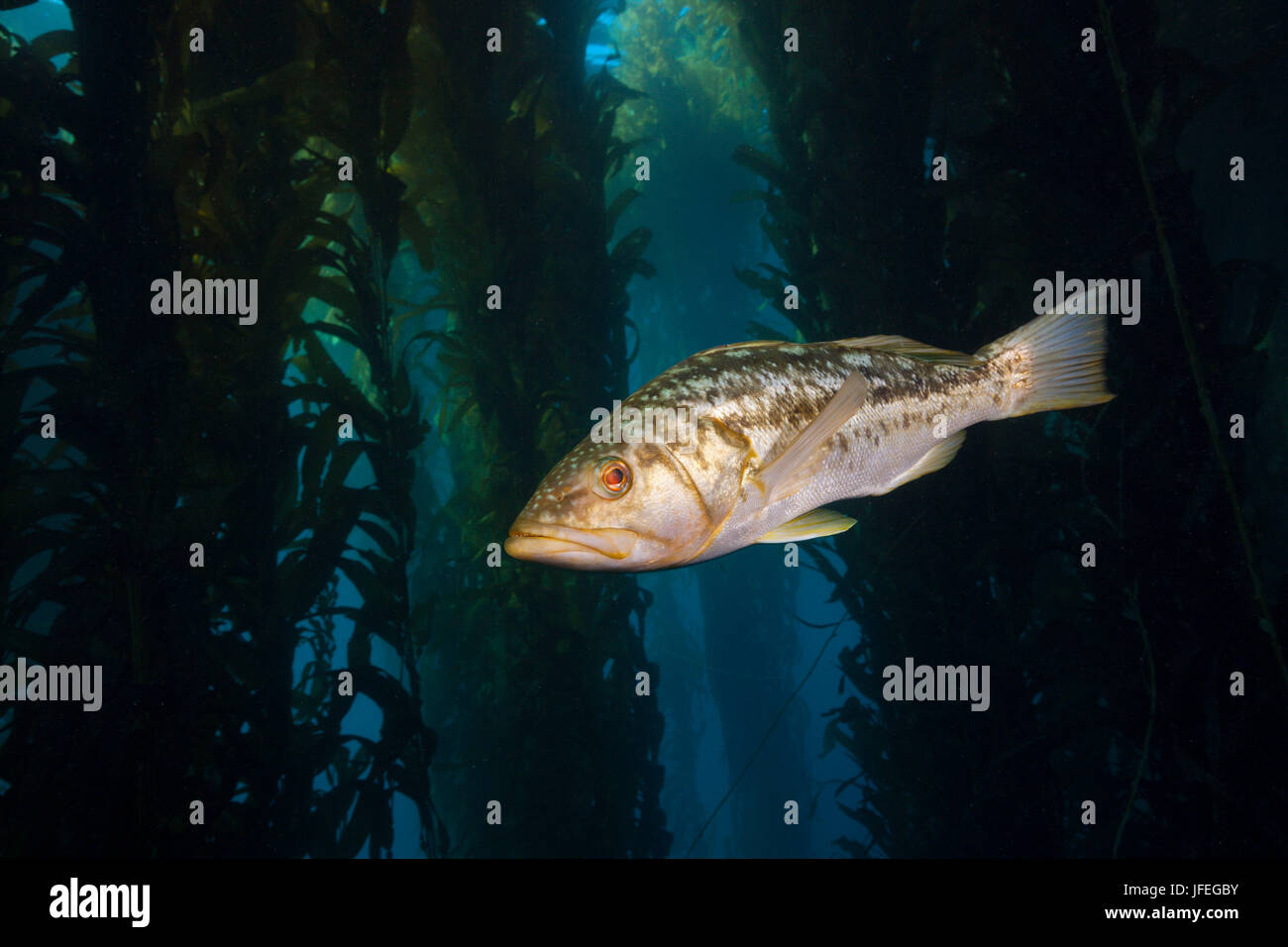 Le varech basse, Paralabrax clathratus, île de San Benito, Mexique Banque D'Images