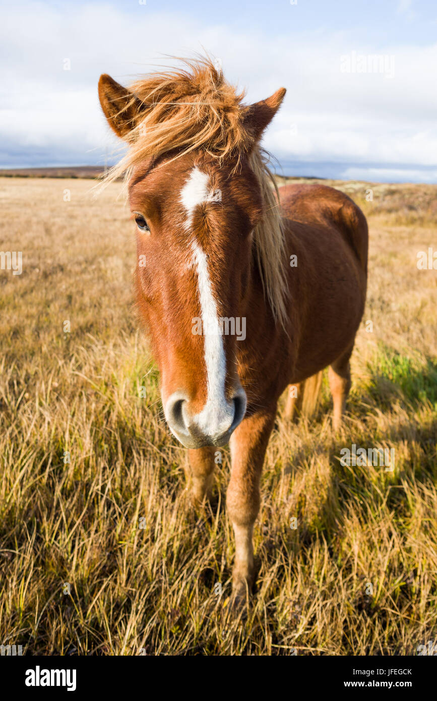 Cheval islandais (Equus ferus caballus), Islande Banque D'Images