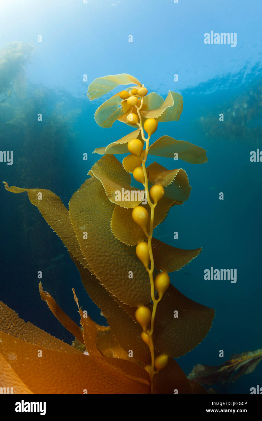Forêt d'Algues, varech Macrocystis pyrifera, géant, le Mexique, l'île de San Benito Banque D'Images