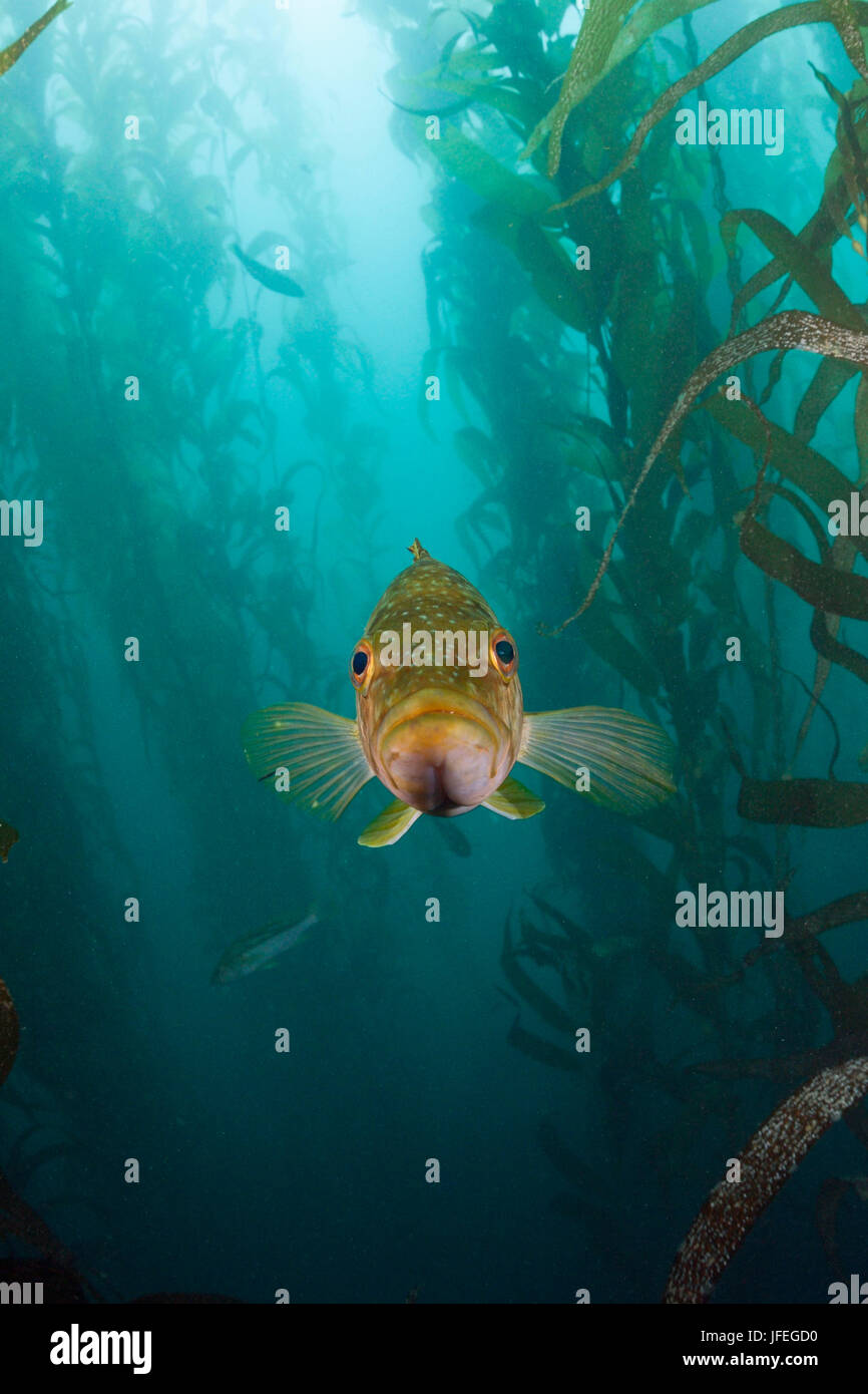 Le varech basse, Paralabrax clathratus, île de San Benito, Mexique Banque D'Images