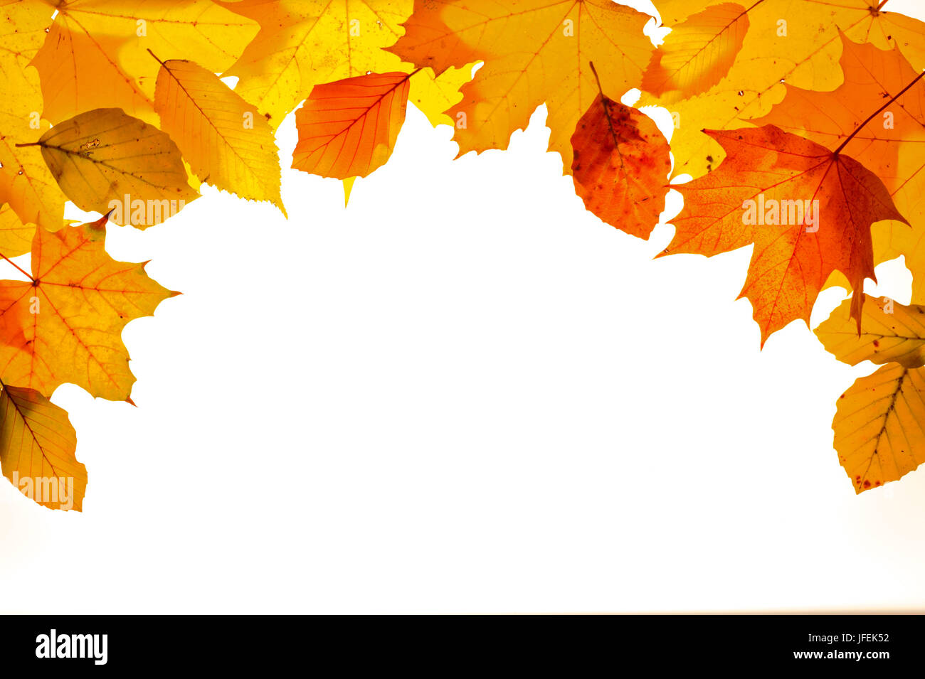 Feuillage automnal Banque D'Images