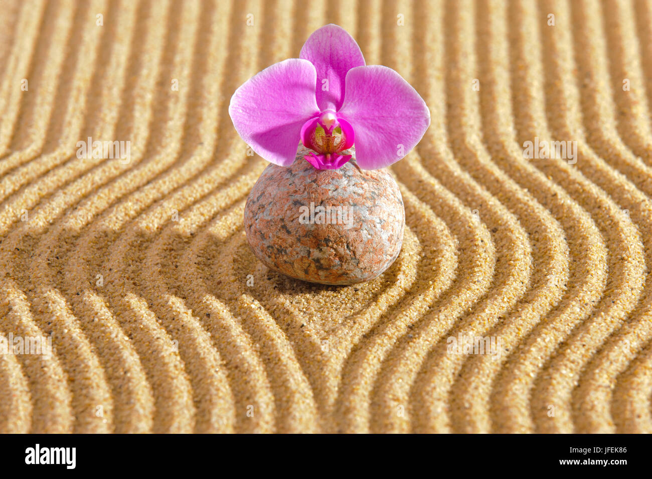 Jardin zen japonais avec pierre et orchid blossom, Banque D'Images