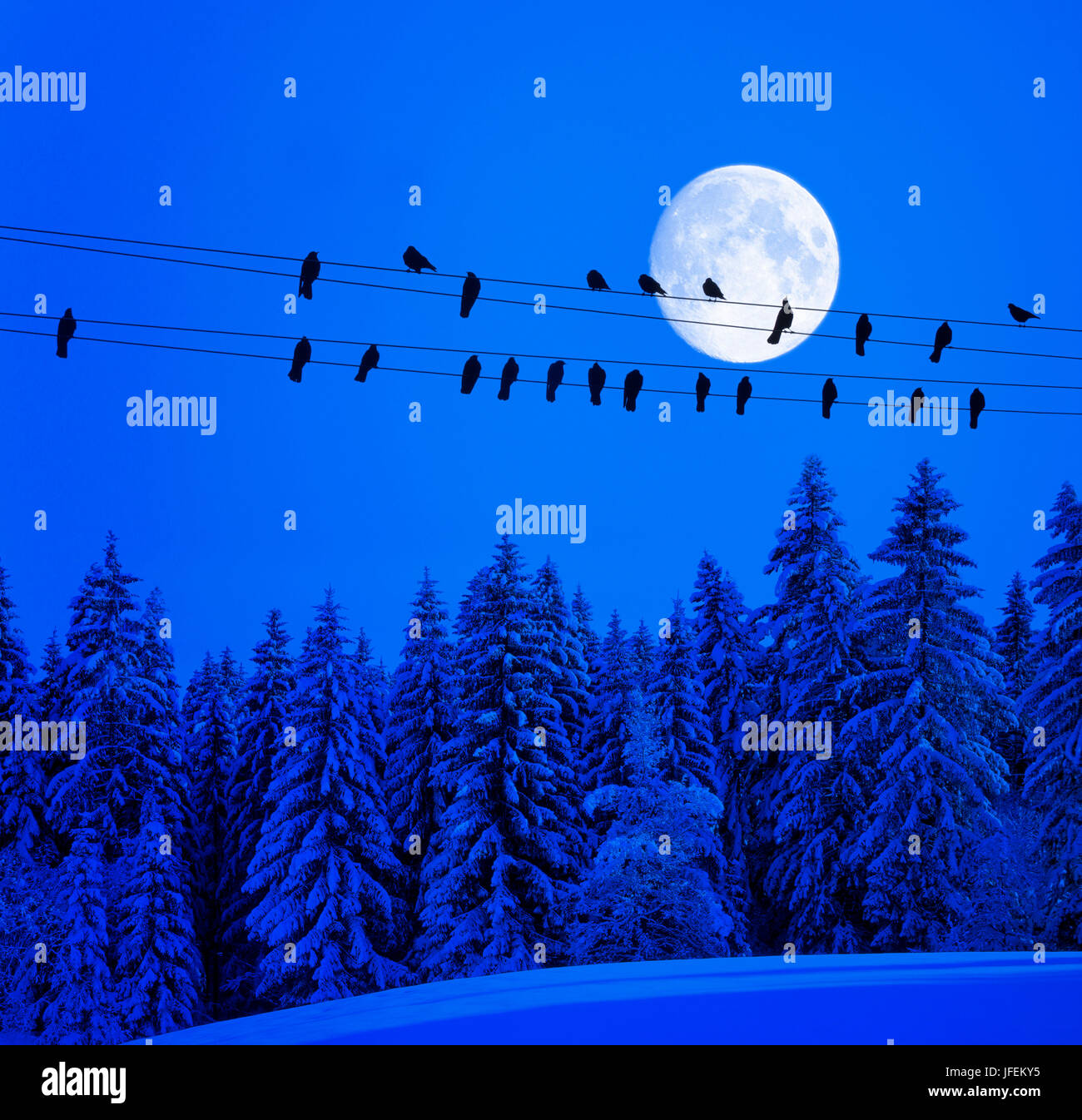 Les choucas sur l'alimentation en ligne, soir de pleine lune, l'hiver en bois (M) Banque D'Images