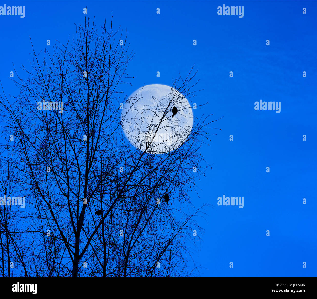 Trois merles sur le bouleau, le soir de pleine lune Banque D'Images