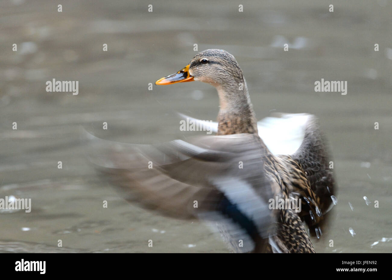 Mallard, à l'extérieur, le mouvement, Banque D'Images