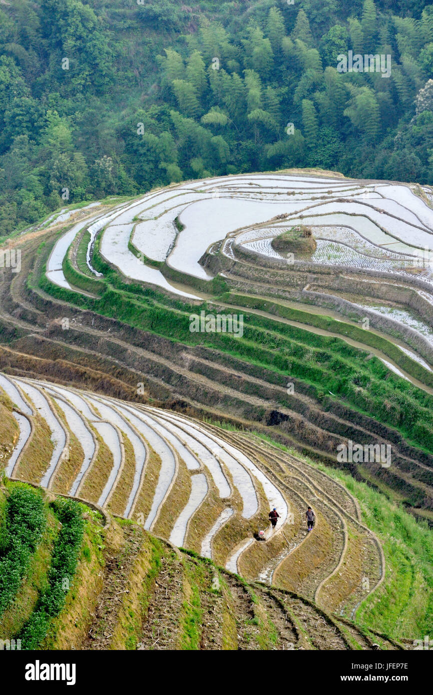 Chine, Province du Guangxi, rizières en terrasses autour de Longsheng Longji à Banque D'Images