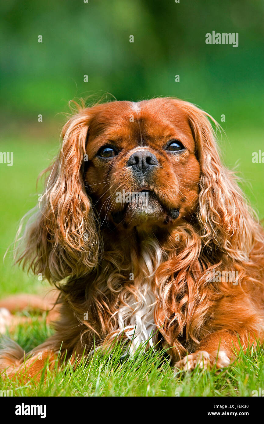 Cavalier King Charles Spaniel, chien mâle Banque D'Images