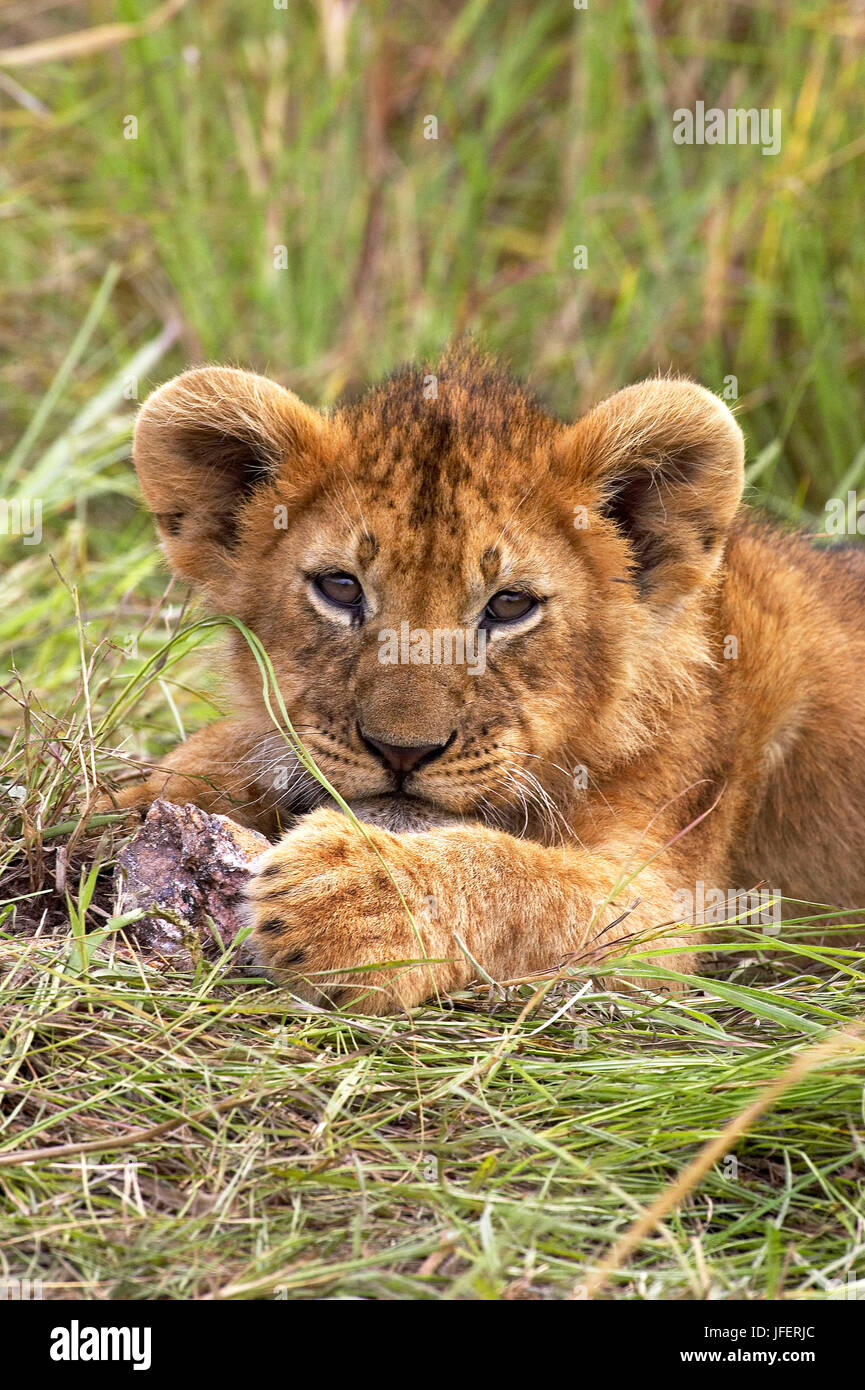 L'African Lion, Panthera leo, Cub au parc Masai Mara au Kenya Banque D'Images