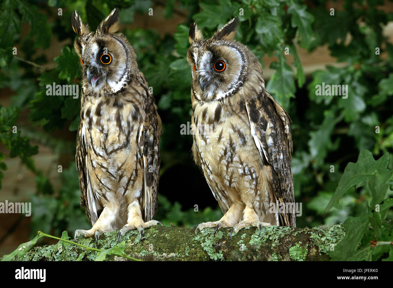Long-Eared, Owl Asio otus, debout sur une branche, la Normandie Banque D'Images