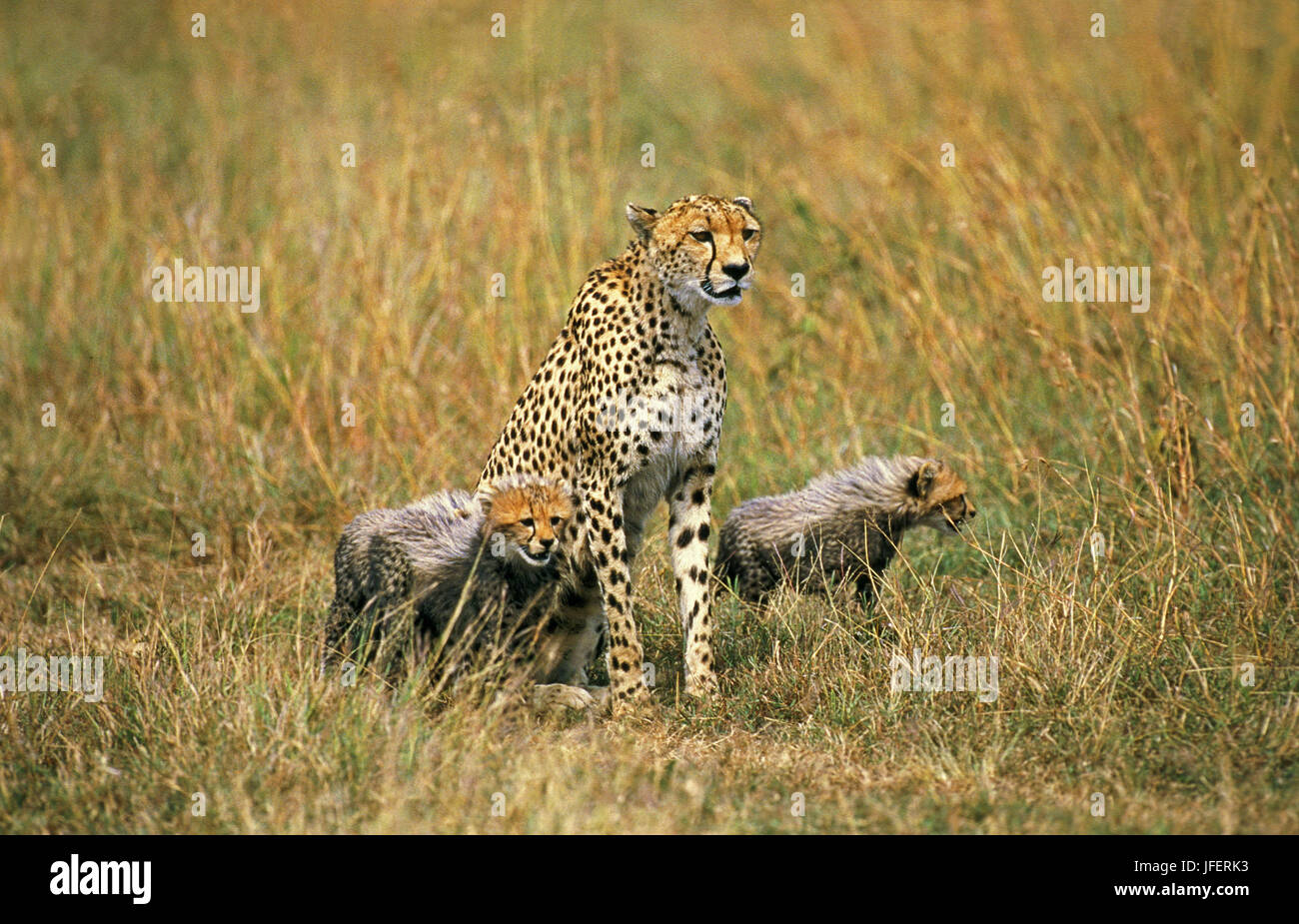 Le guépard, Acinonyx jubatus, mère et son petit, le parc de Masai Mara au Kenya Banque D'Images