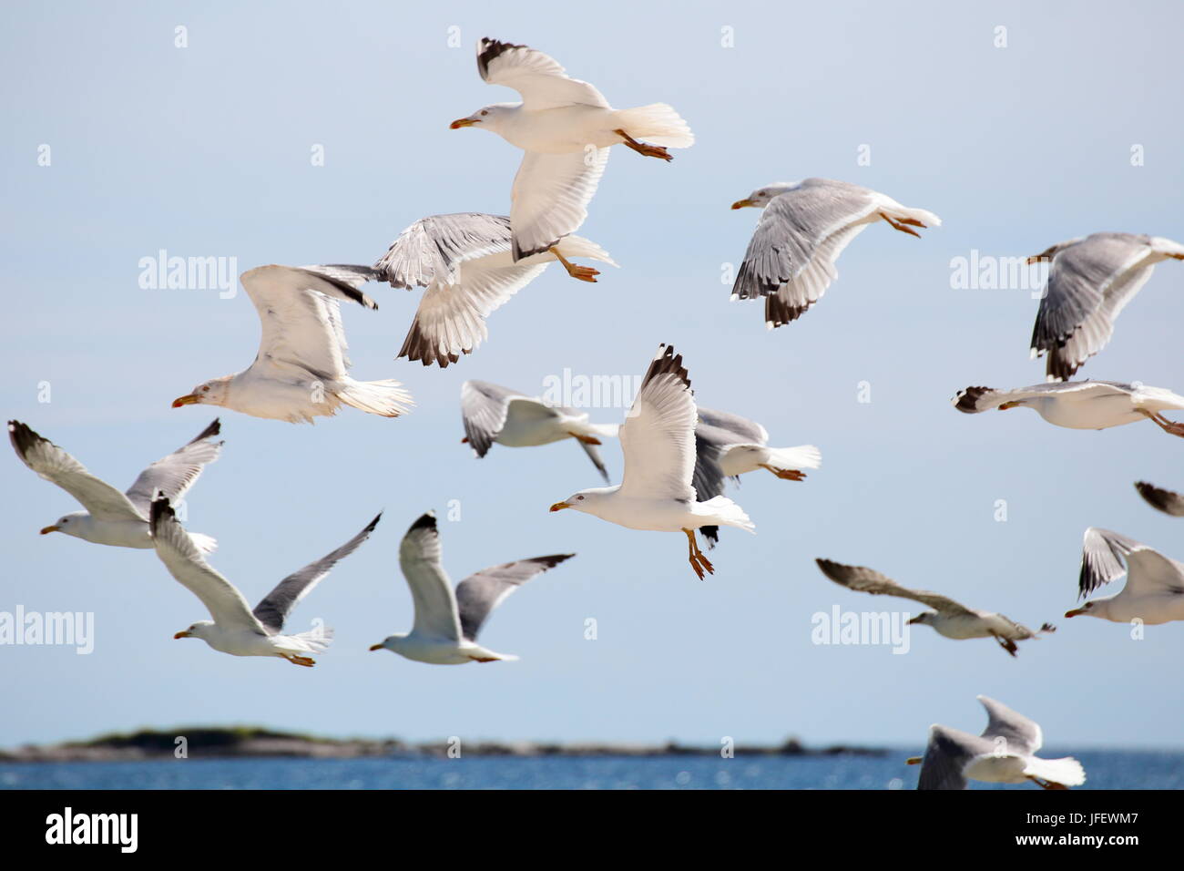De nombreuses mouettes Banque D'Images
