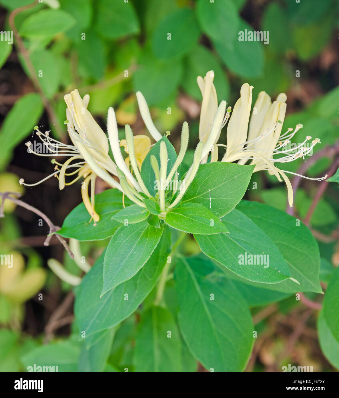 Lonicera caprifolium (chèvre-feuille de chèvrefeuille, chèvrefeuille, perfoliate italien) fleurs, woodbine 'Mana' Eglise orthodoxe, Close up Banque D'Images