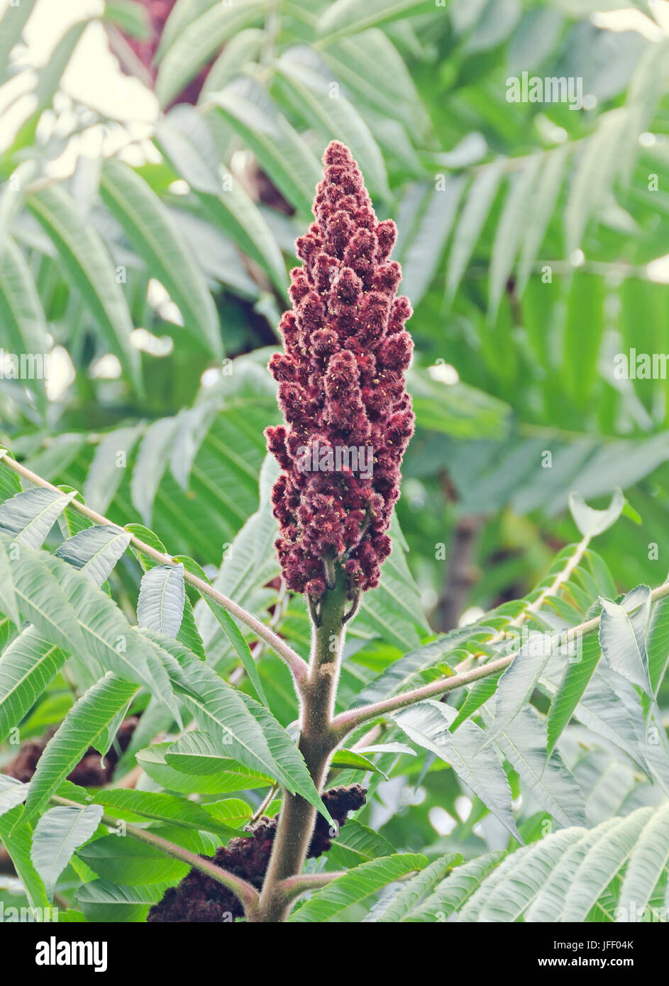 Rhus typhina et semence d'arbre, ou vinaigrier sumac corne de cerf, le roumain pour les 'Otetar', Close up Banque D'Images