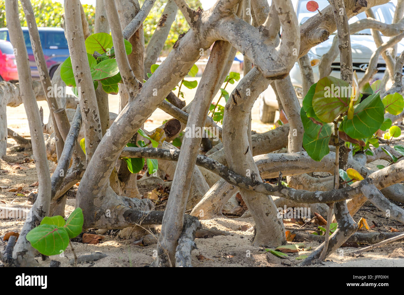 Vue de la végétation à partir de baby beach à Aruba Banque D'Images