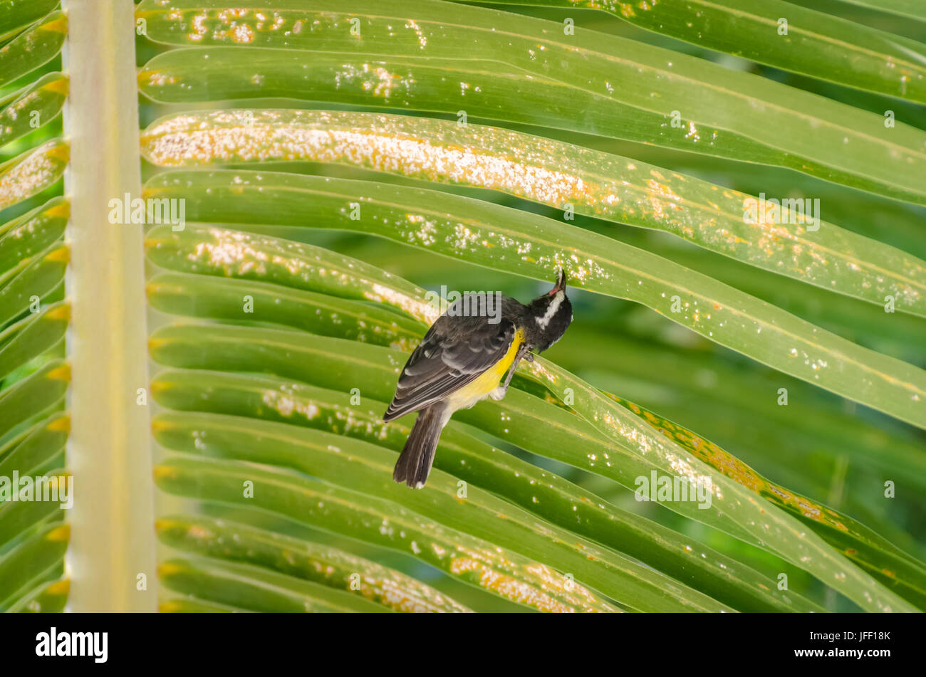 Close up d'un oiseau Sucrier à ventre jaune à Curacao Banque D'Images