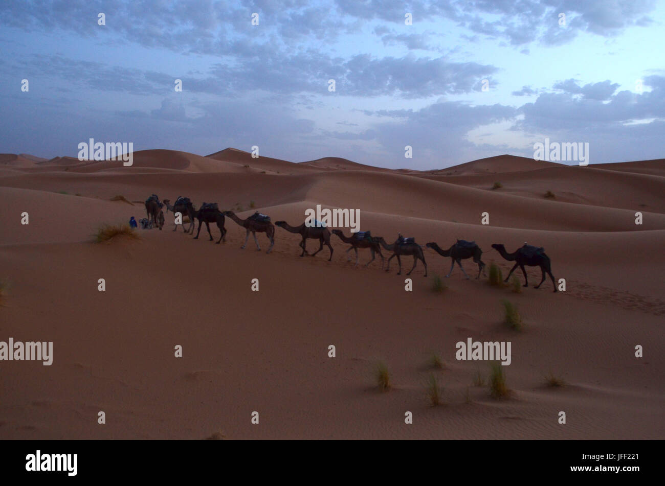 Ligne de chameaux à travers le grand désert du Sahara sunrise en haut Atlas, Maroc Banque D'Images