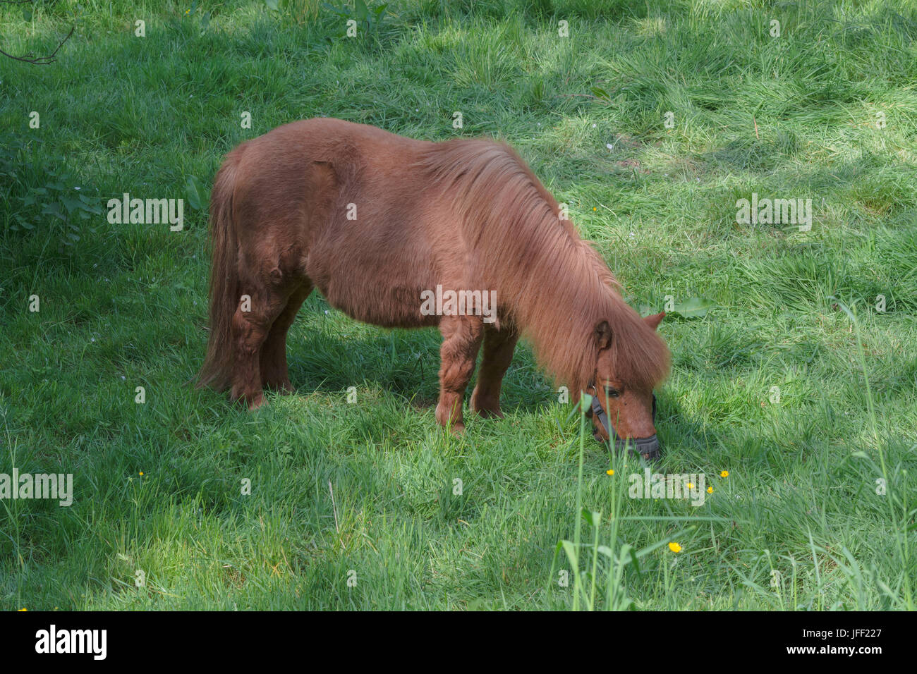 Poney marron sur un pâturage Banque D'Images