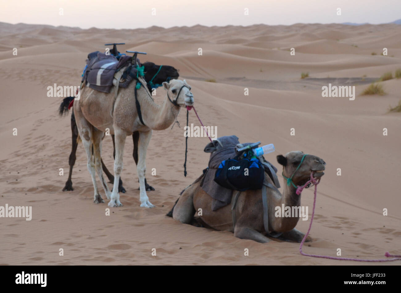 Des dromadaires au repos dans le grand désert du Sahara sunrise en haut Atlas, Maroc Banque D'Images