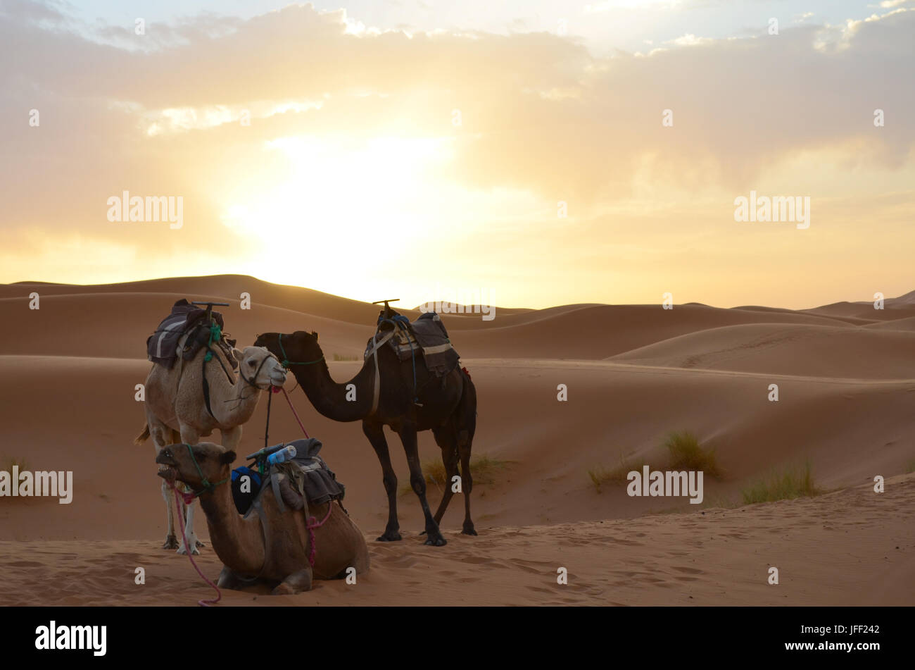 Des dromadaires au repos dans le grand désert du Sahara sunrise en haut Atlas, Maroc Banque D'Images