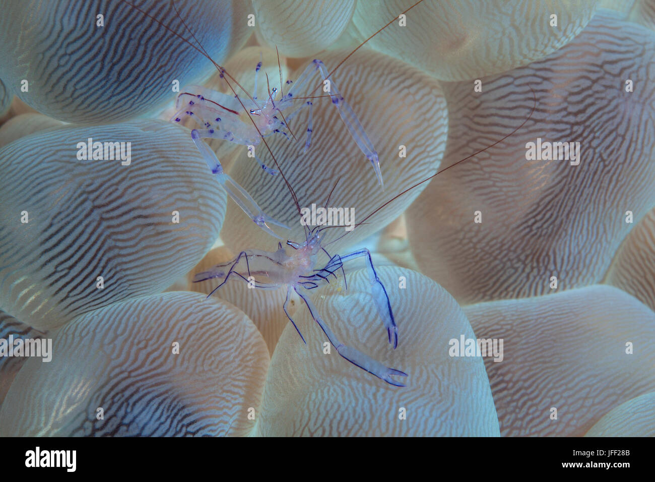 Close up image of bubble coral shrimp (VIR) Phillippinenesis. Détroit de Lembeh (Indonésie). Banque D'Images