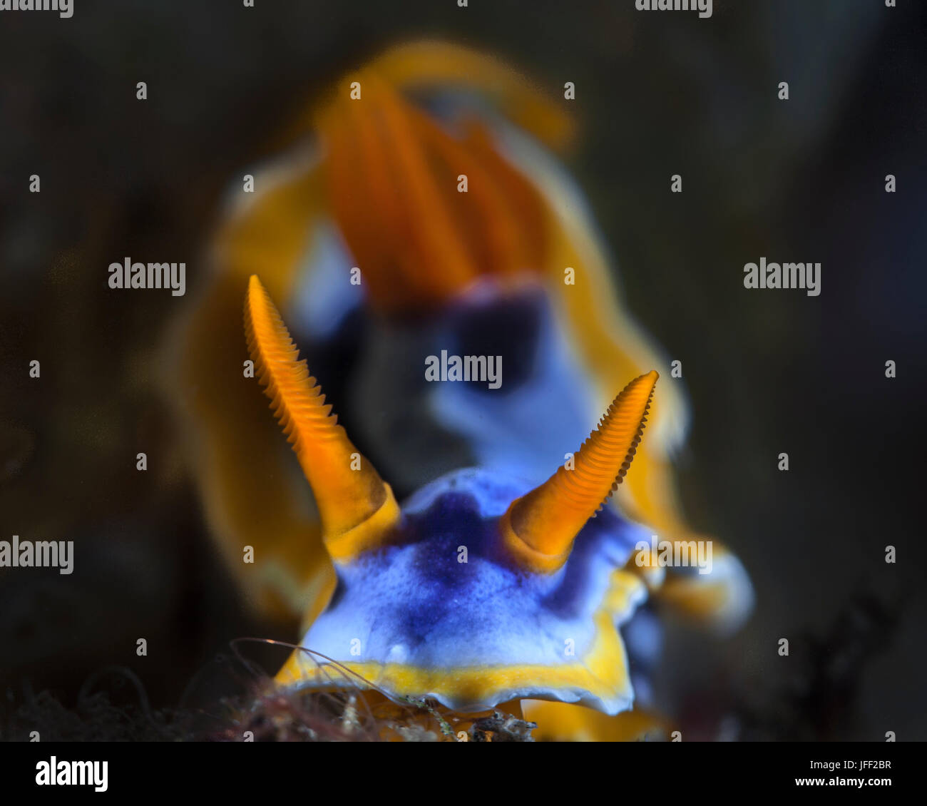 Super macro, chef-sur l'image du nudibranche Chromodoris annae critiques détails de ses rhinophores avec soft focus 'bokeh' image de branchies à l'arrière-plan Banque D'Images
