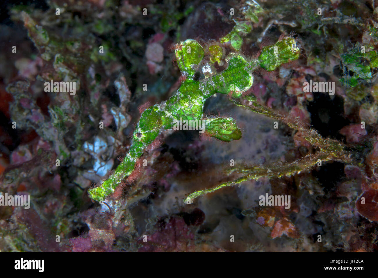 Halimedia syngnathe fantôme camouflé le long du côté d'algues halimeda dans les récifs coralliens. Détroit de Lembeh (Indonésie). Banque D'Images