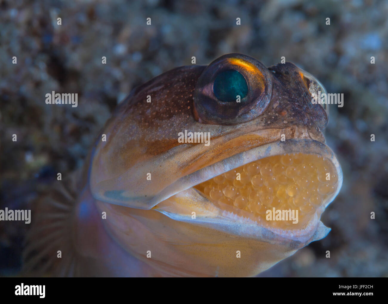 Image en gros plan d'un Yellowhead Jawfish (Opistognathus aurifrons) l'incubation des œufs dans sa bouche. Détroit de Lembeh (Indonésie). Banque D'Images