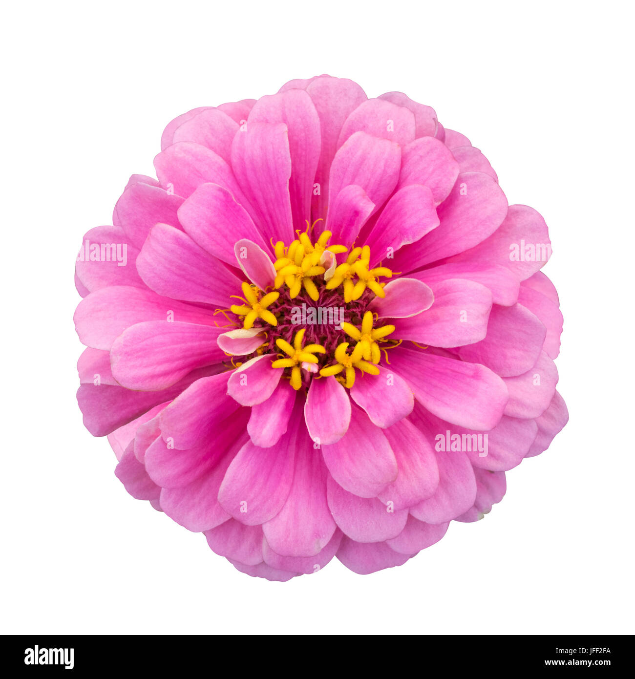 Pink Zinnia elegans isolated Banque D'Images