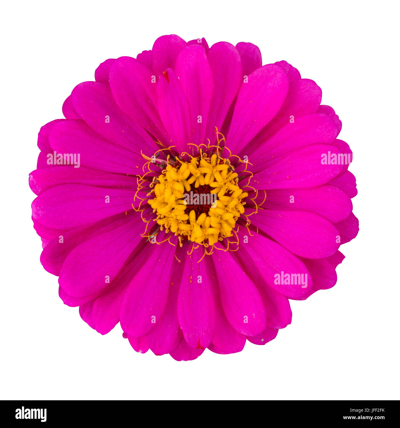 Rose red Zinnia elegans isolated Banque D'Images