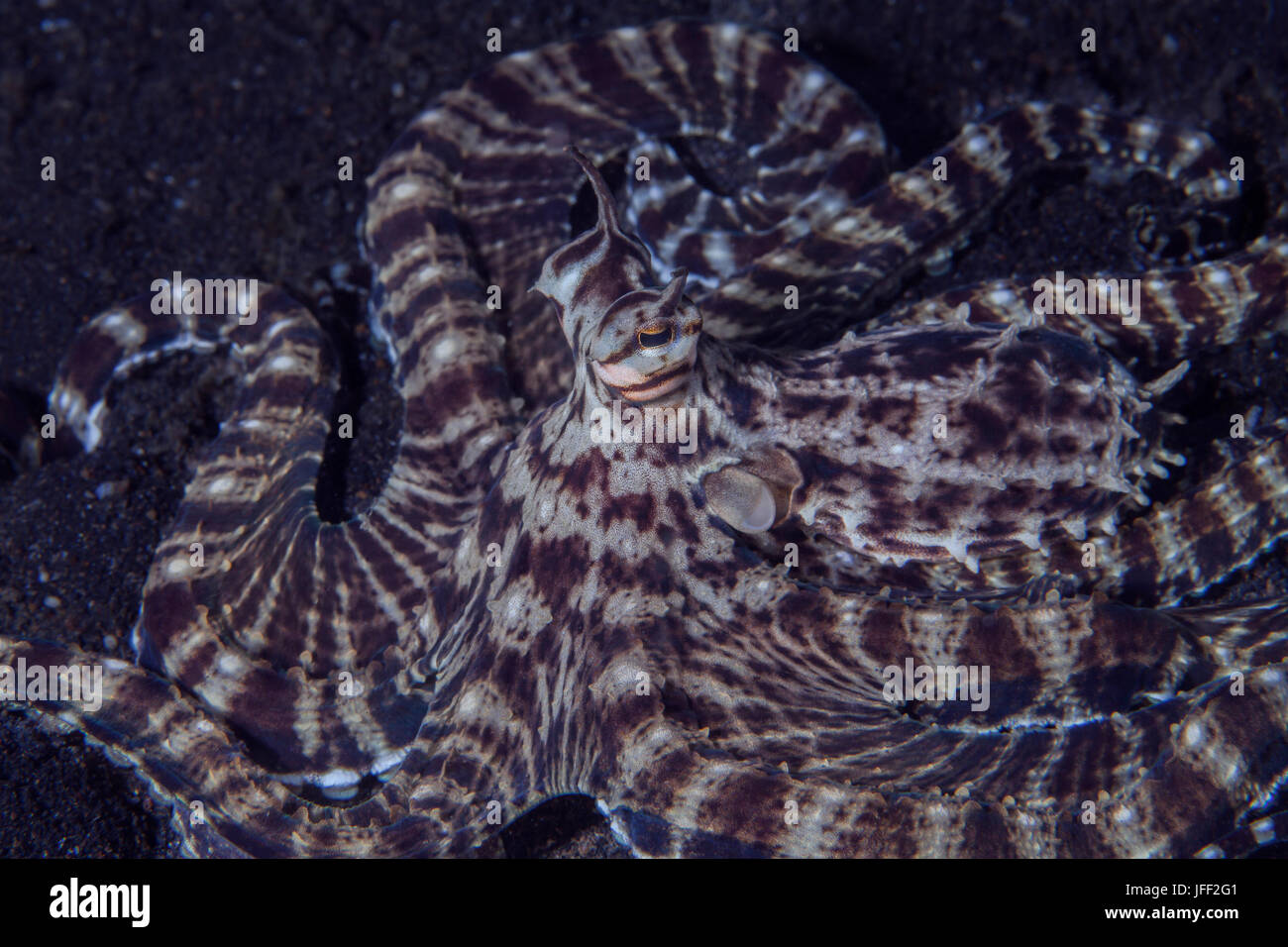Close up image de mimer le poulpe (Thaumoctopu mimicus) élevage sa tête. Détroit de Lembeh (Indonésie). Banque D'Images