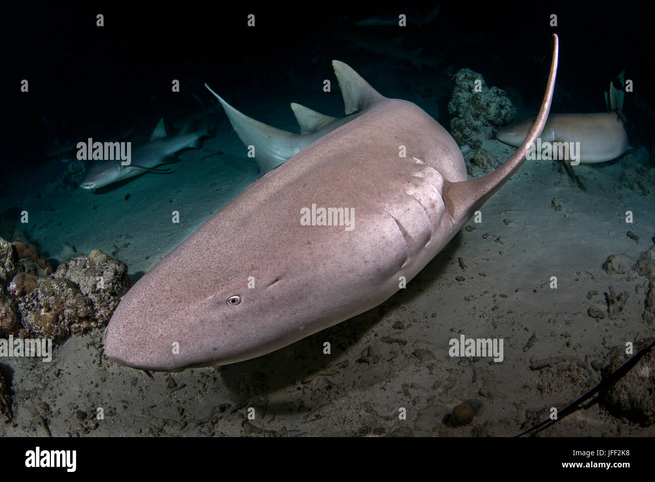 Requins nourrice Ginglymostoma cirratum) (dans une frénésie d'alimentation pendant la nuit. L'Océan indien, les Maldives. Banque D'Images
