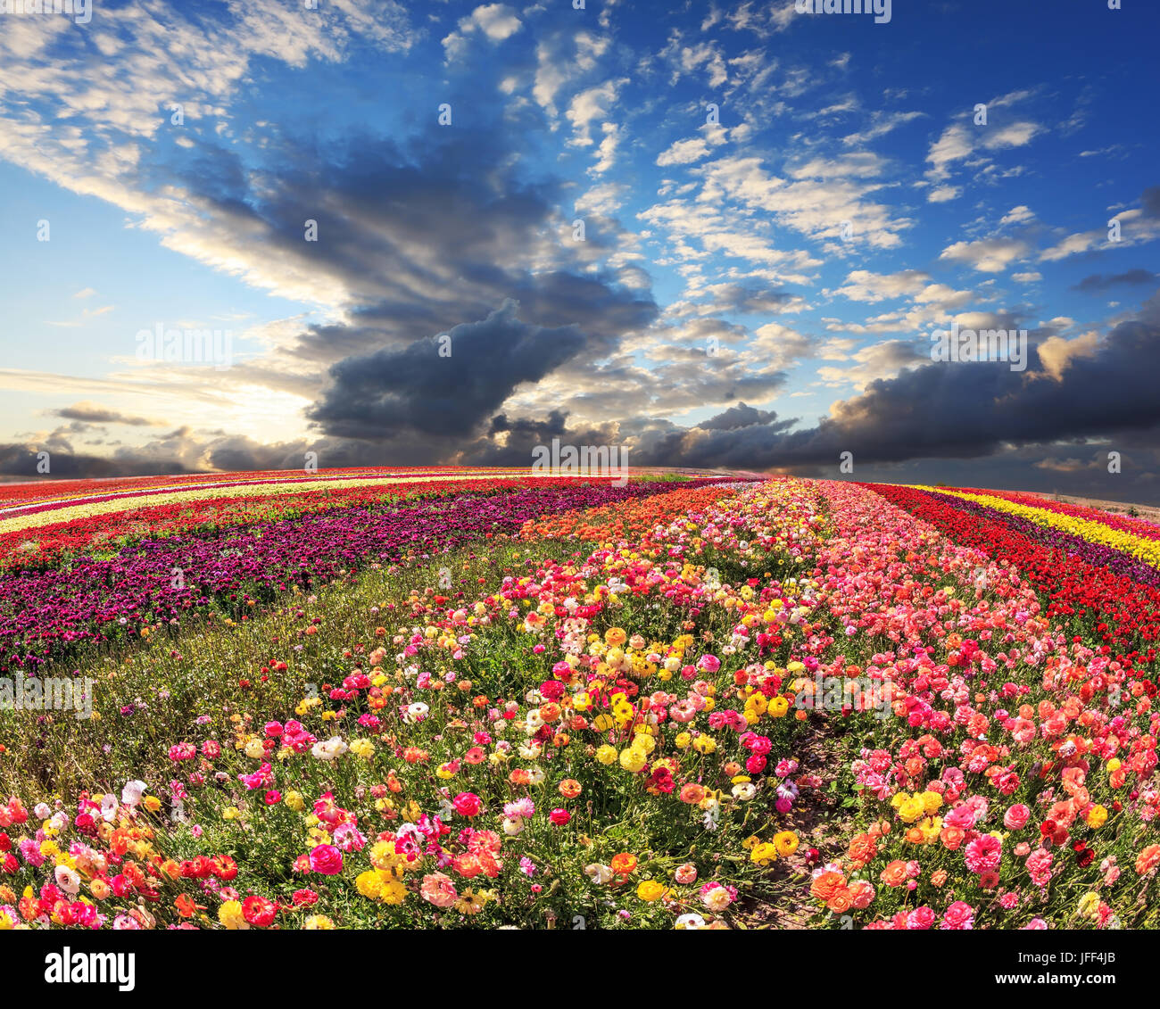 Fleurs multi-bandes colorées lumineuses Banque D'Images