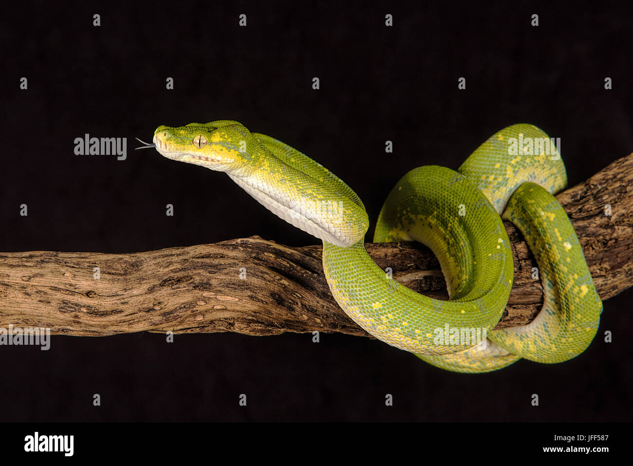 Un gros plan d'un arbre vert python enroulé autour d'une branche avec sa langue qui dépasse Banque D'Images