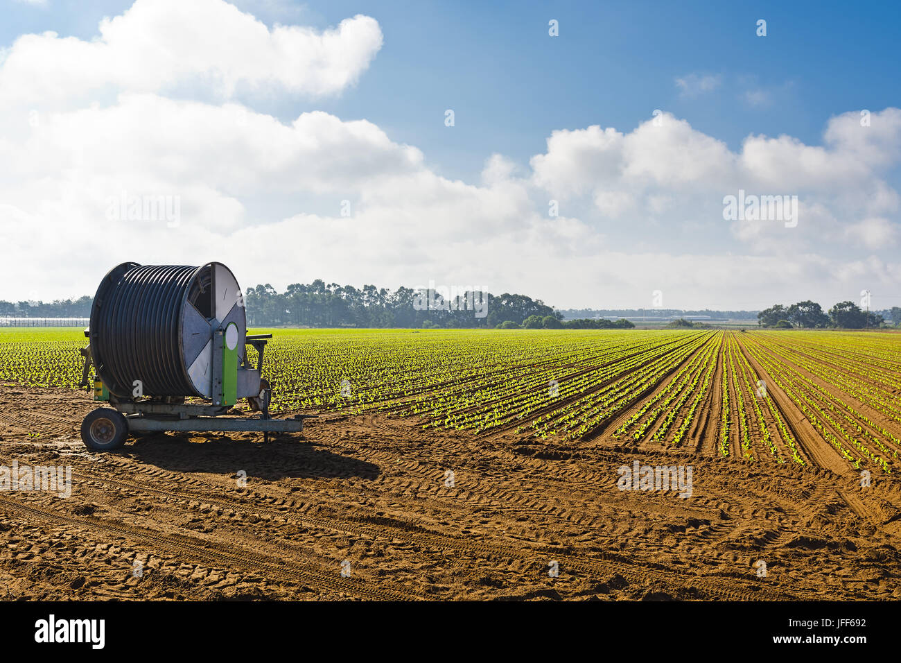 L'irrigation par aspersion Banque D'Images