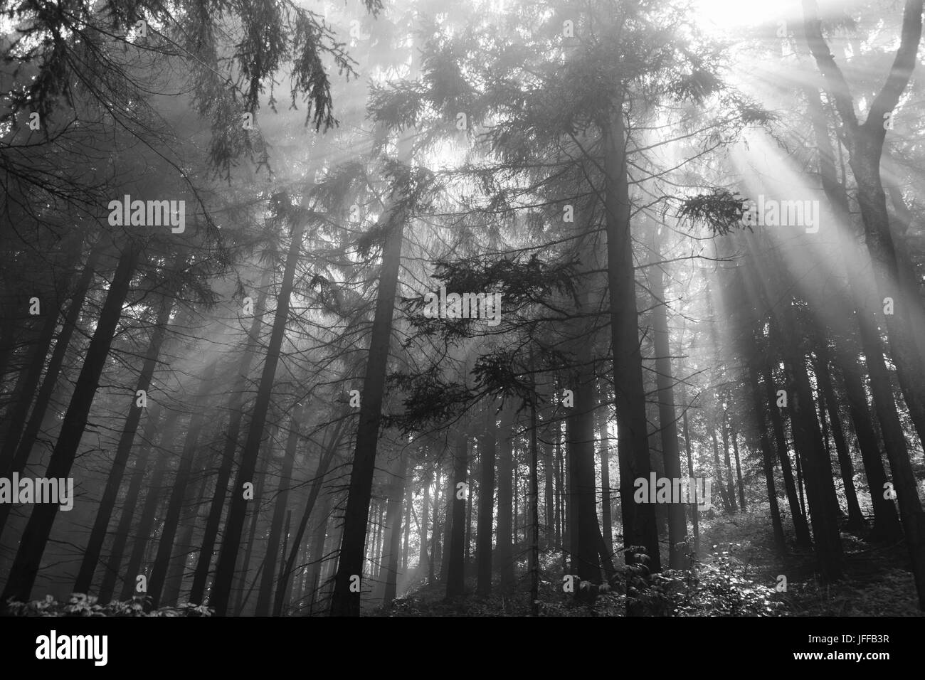 Forêt après la pluie Banque D'Images