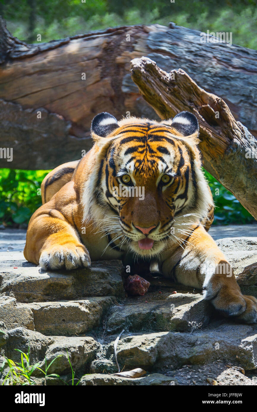 Portrait du tigre asiatique Banque D'Images