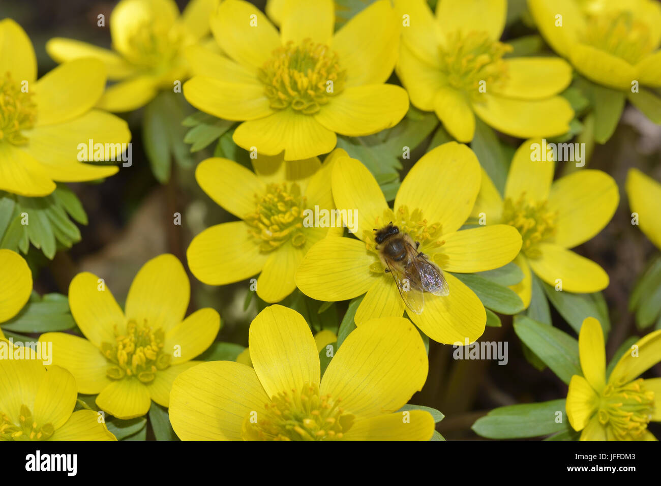 Eranthis hyemalis Banque D'Images