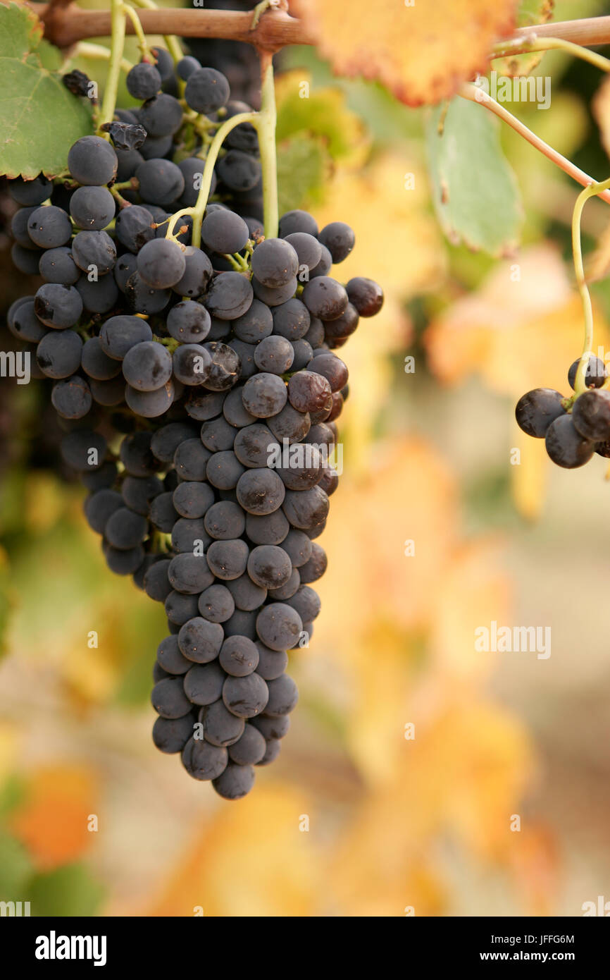 Vin Shiraz grappes suspendues sur vigne en fin de saison. Banque D'Images