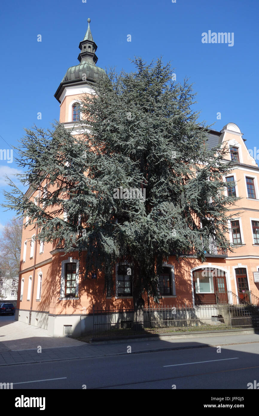 Cedrus atlantica glauca, cèdre de l'Atlas bleu Banque D'Images